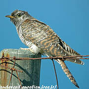 Common Cuckoo