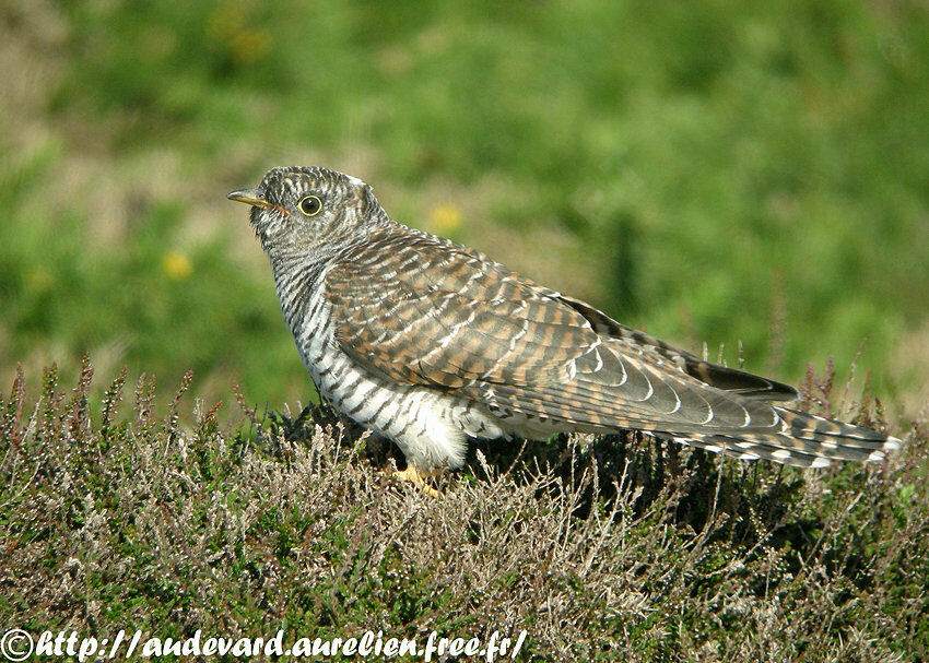 Common Cuckoo