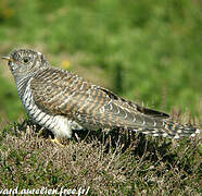 Common Cuckoo