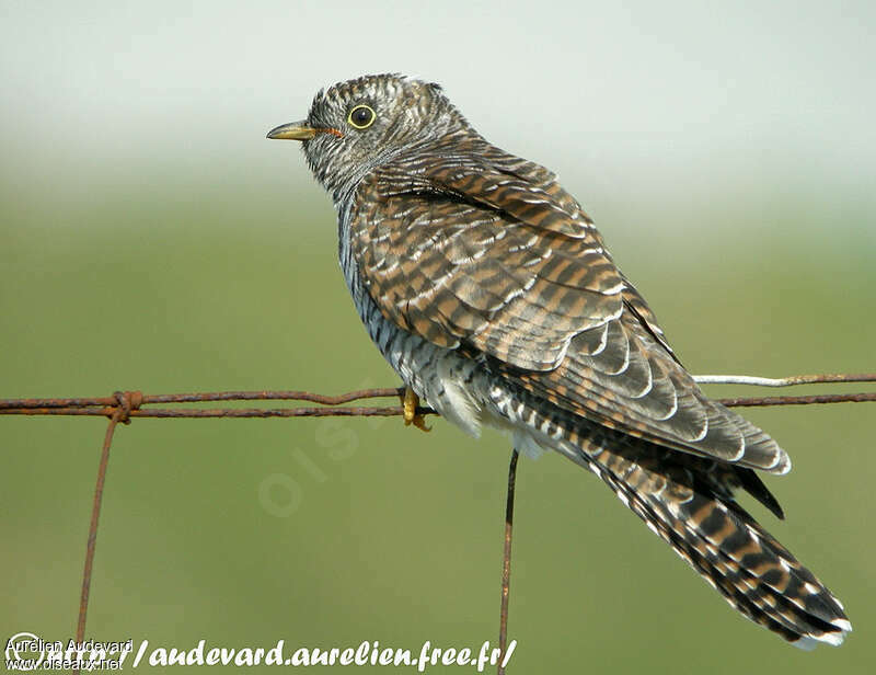 Common CuckooFirst year, identification