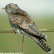 Common Cuckoo