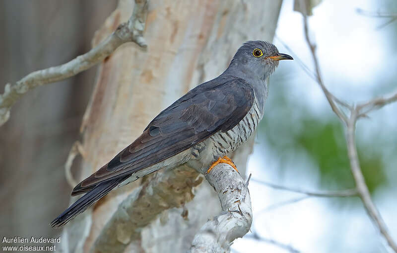 Oriental Cuckoo male adult, identification