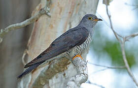 Oriental Cuckoo