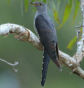 Oriental Cuckoo