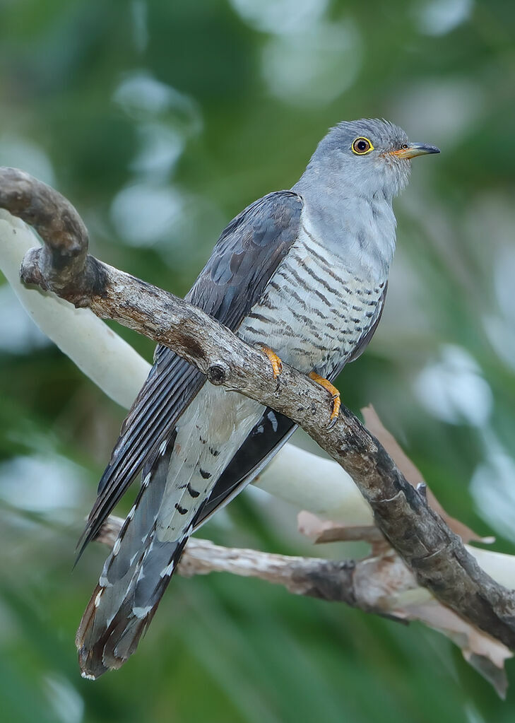 Oriental Cuckoo