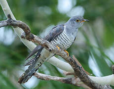 Oriental Cuckoo