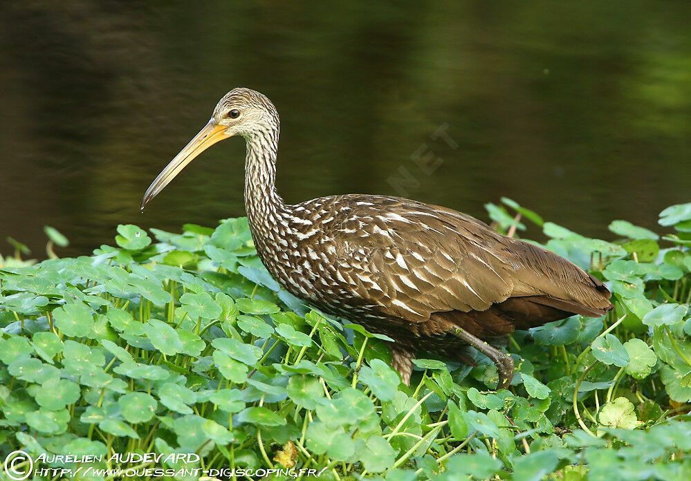 Limpkin