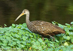 Limpkin