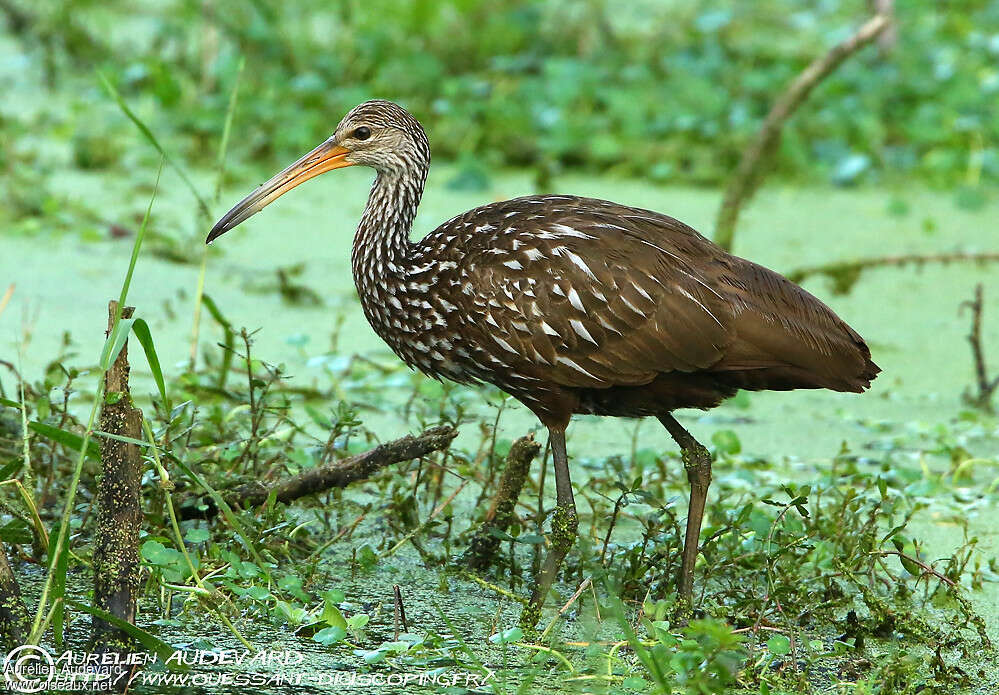 Courlan brun, identification