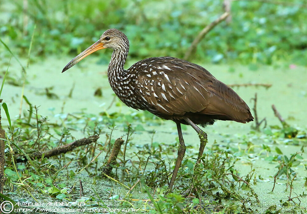 Courlan brun, identification