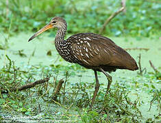 Limpkin