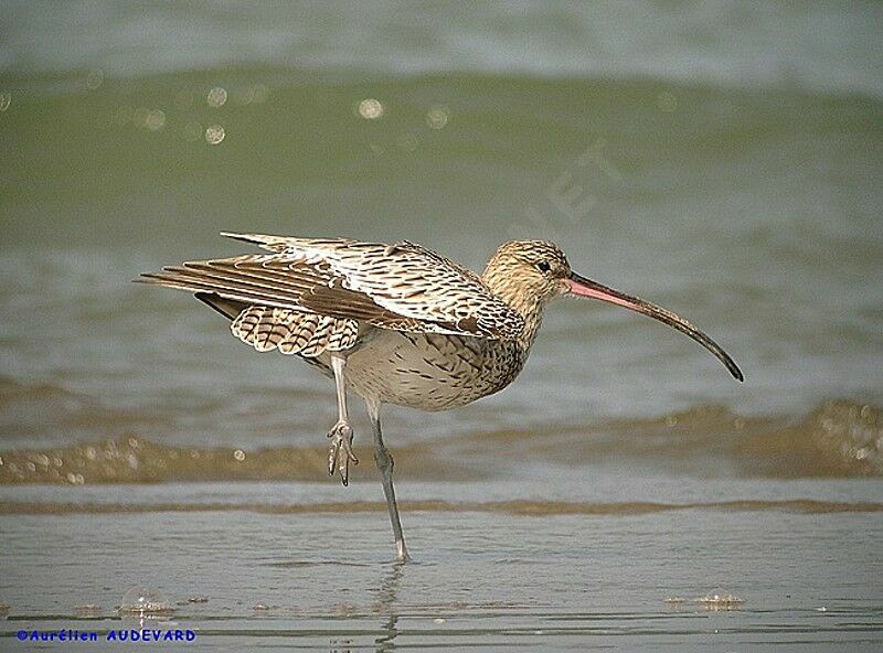 Eurasian Curlew