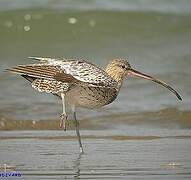 Eurasian Curlew