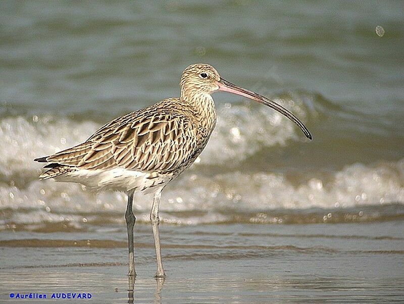 Eurasian Curlew