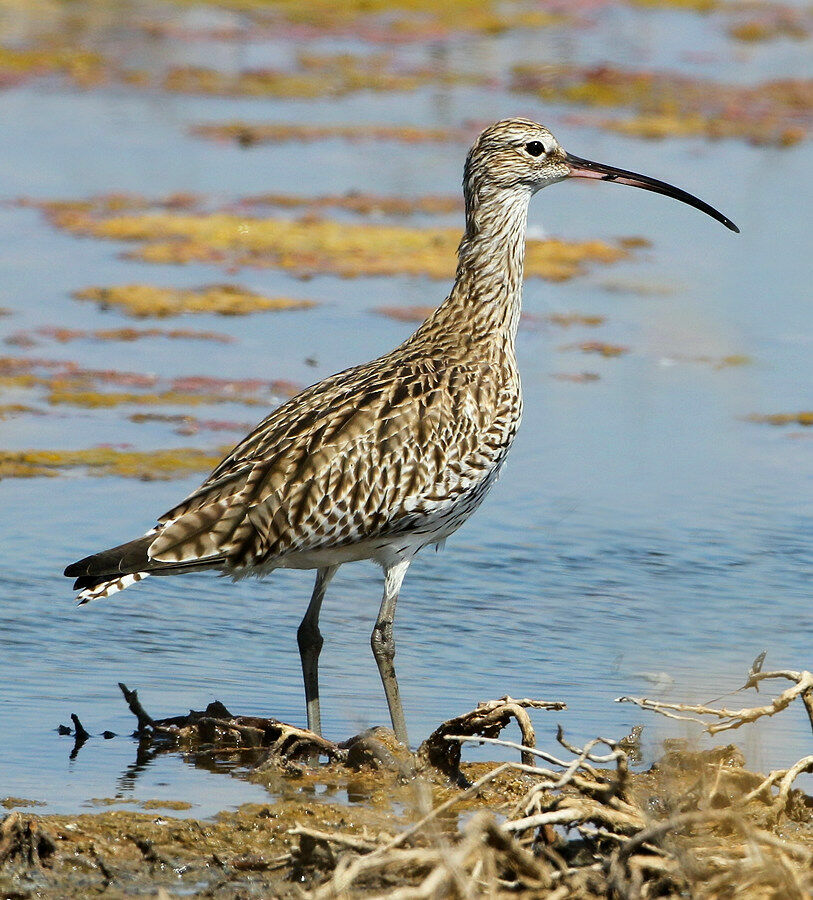 Courlis cendréimmature