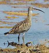 Eurasian Curlew