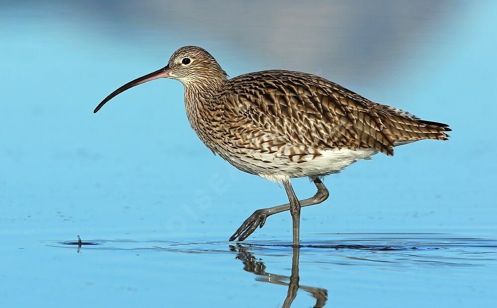 Eurasian Curlew