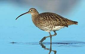 Eurasian Curlew