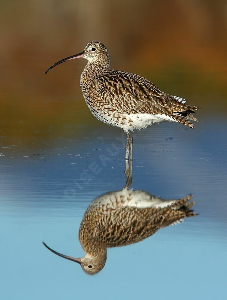 Eurasian Curlew