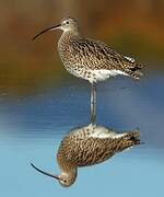 Eurasian Curlew