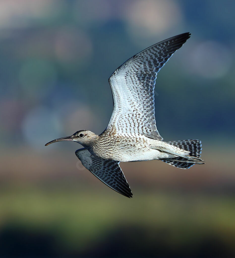 WhimbrelFirst year, identification