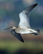 Whimbrel