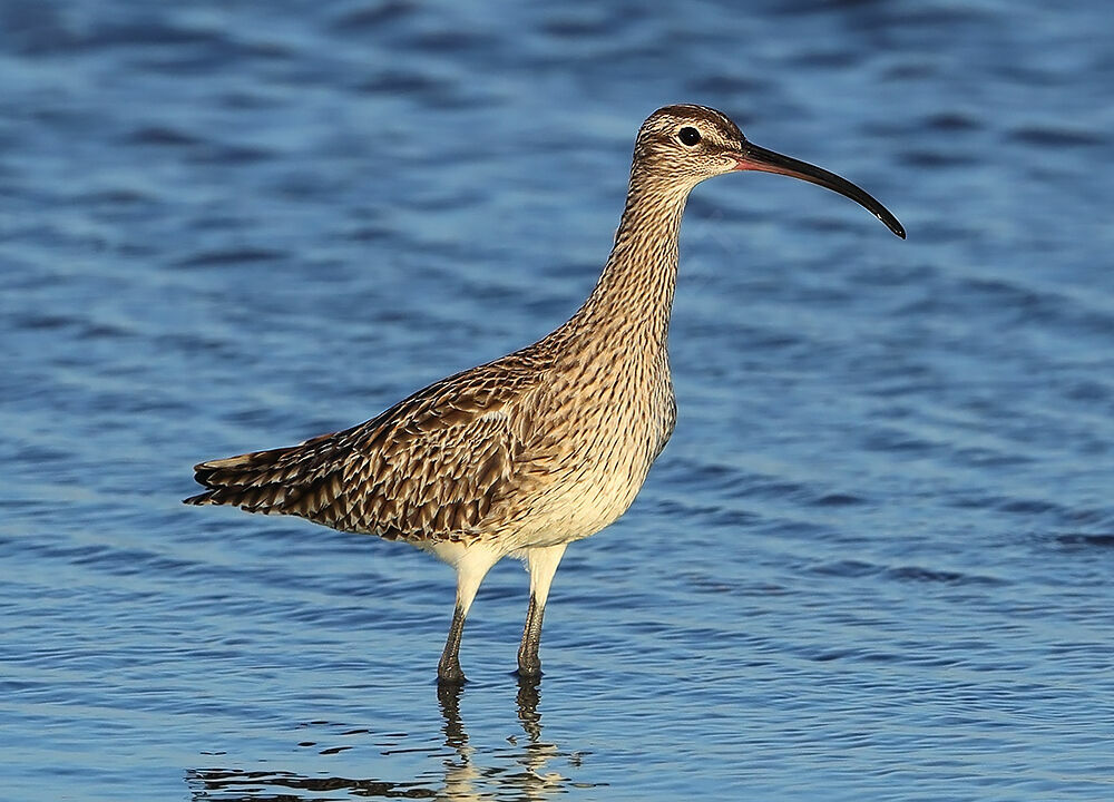 Eurasian Whimbrel, identification