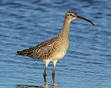 Eurasian Whimbrel