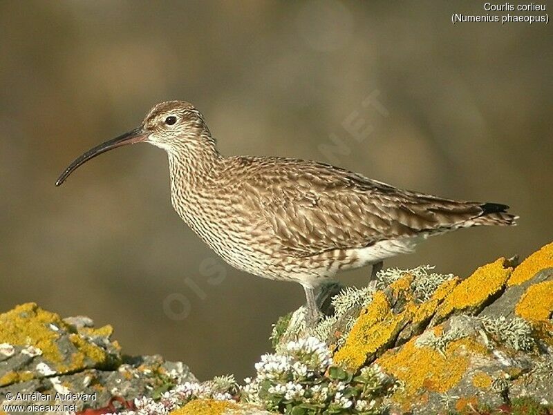 Whimbrel