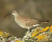 Eurasian Whimbrel