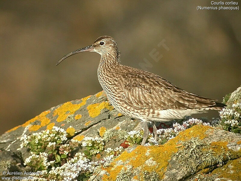 Eurasian Whimbrel