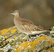 Eurasian Whimbrel