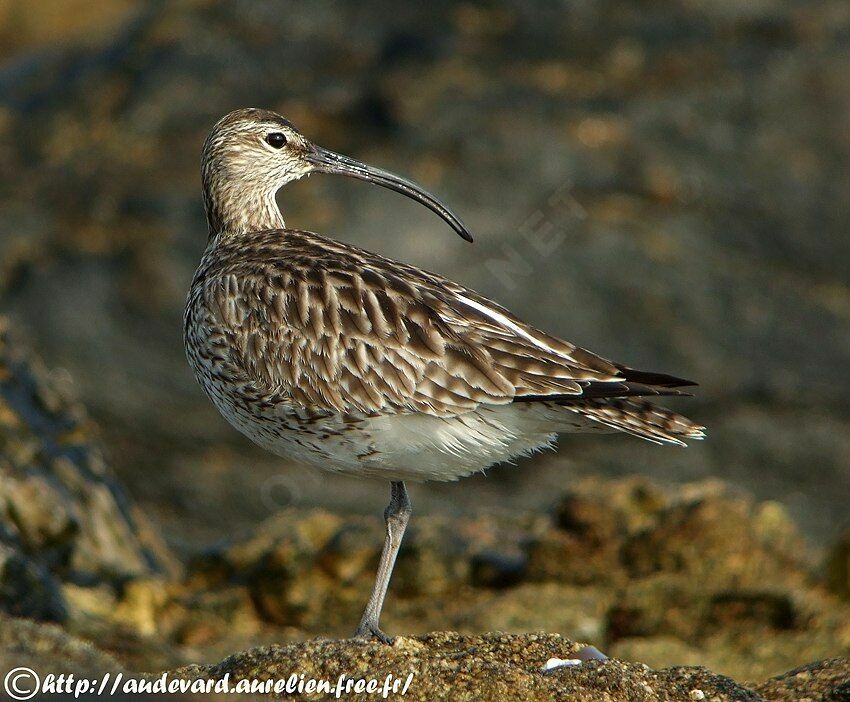 Whimbrel