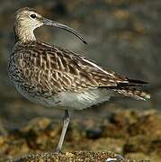 Eurasian Whimbrel