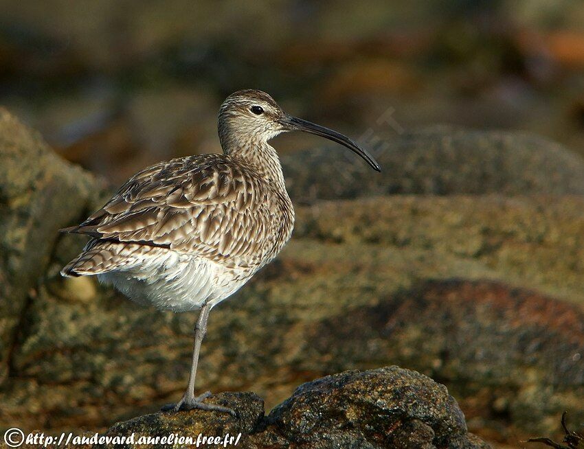 Eurasian Whimbrel