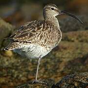 Eurasian Whimbrel