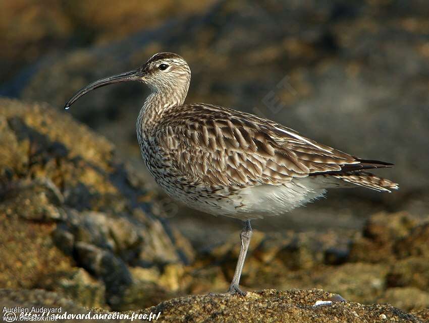 Whimbreladult breeding, identification