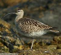 Eurasian Whimbrel