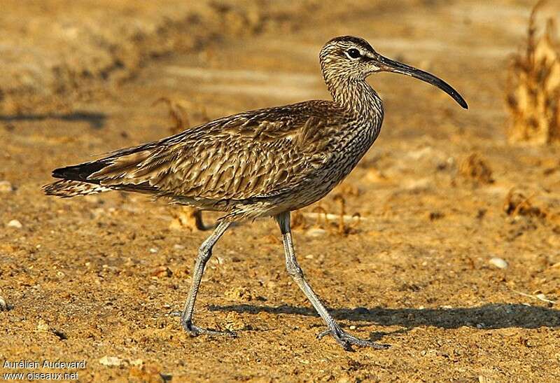 Whimbrel