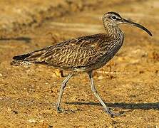 Eurasian Whimbrel