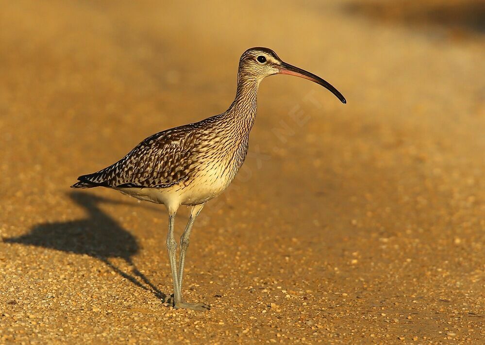 Eurasian Whimbrel