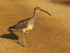 Whimbrel