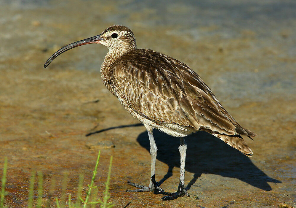 Whimbreladult, identification