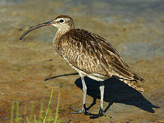 Whimbrel