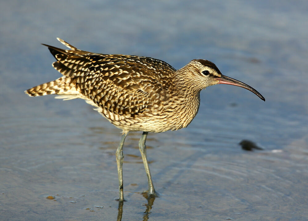 WhimbrelFirst year, identification