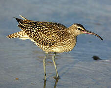 Eurasian Whimbrel