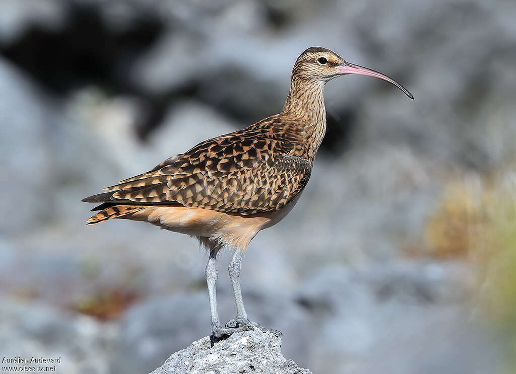 Courlis d'Alaskaadulte internuptial, identification