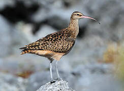 Bristle-thighed Curlew