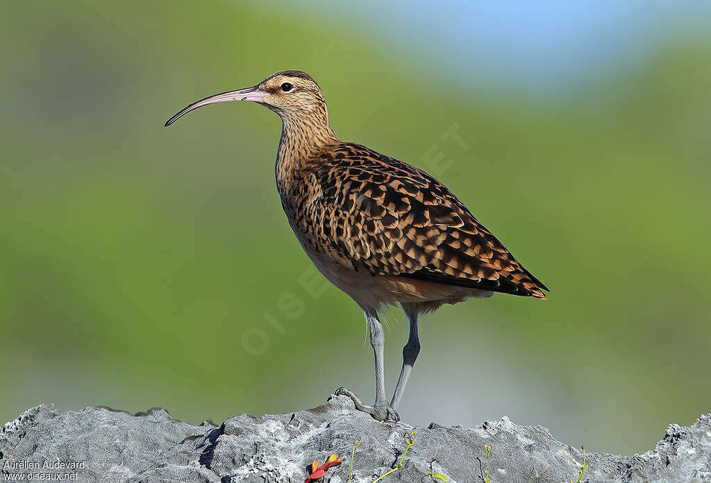 Courlis d'Alaskaadulte, identification