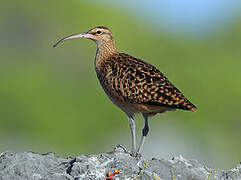 Bristle-thighed Curlew